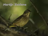 Amerikaanse zangers [Parulidae]